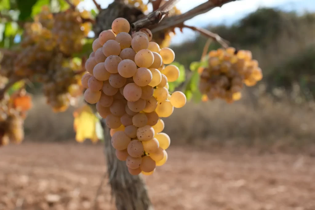 La química del vino: ¿qué hay realmente en tu copa y por qué importa?